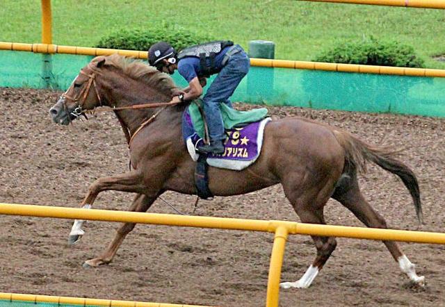 【札幌記念】ネオリアリズム 余裕の調整　ふっくら馬体は輸送で絞る