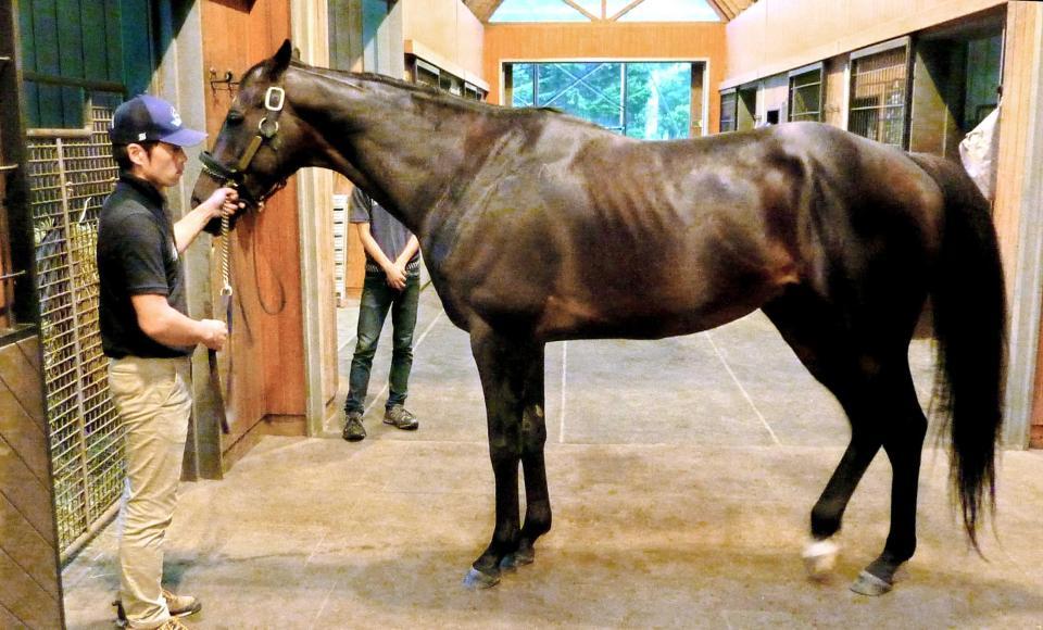 　種牡馬として堂々とした姿を見せるキタサンブラック