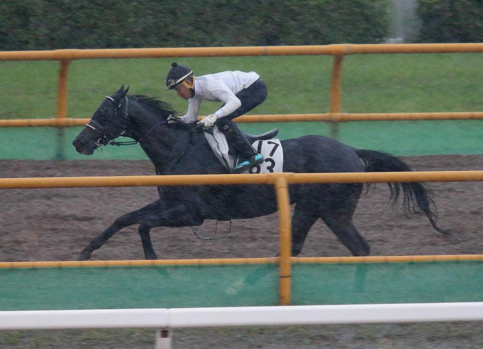 　雨を切り裂き伸びるヒルノデイバロー