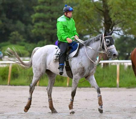 　連覇を狙う８歳牝馬スマートレイアー（撮影・石湯恒介）