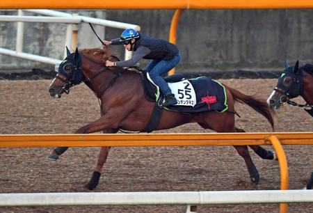 　大きな野望を抱き、栗東ＣＷで追い切るウインテンダネス
