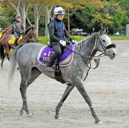 　紅一点アエロリットが牡馬を蹴散らすか