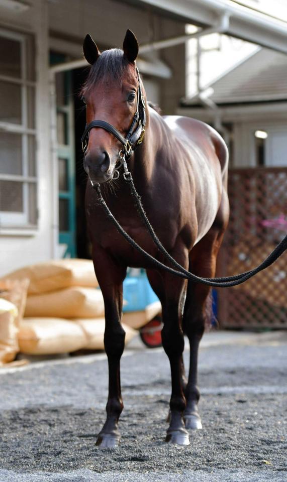 　ラスト１冠に皐月賞馬の意地を見せたいエポカドーロ