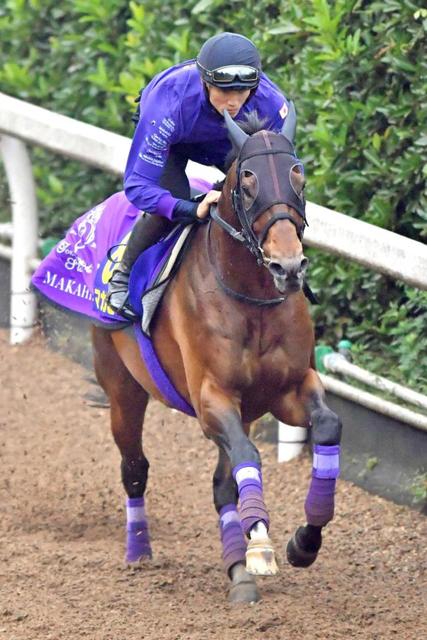 【天皇賞】マカヒキ迫力走　荒れ馬場も楽々と登坂！武豊「さすがダービー馬」