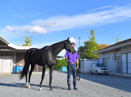 　紅一点の５歳牝馬ヴィブロス