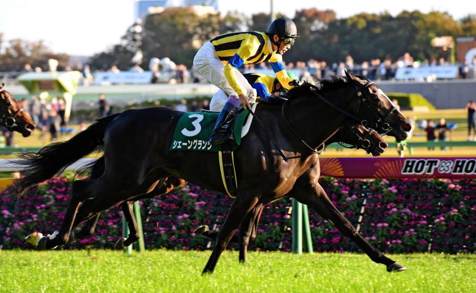 アルテミスＳを制したシェーングランツ＝東京競馬場（撮影・三好信也）