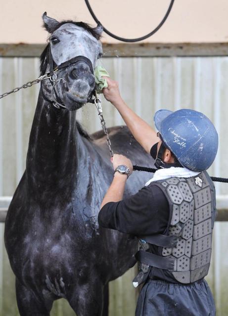 【マイルＣＳ】アエロリット最高潮　１０年ぶりの牝馬Ｖ狙う