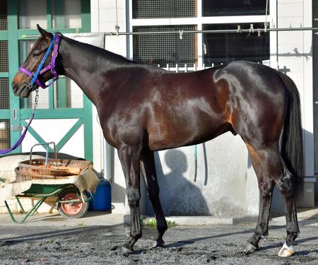 　ファンタジスト