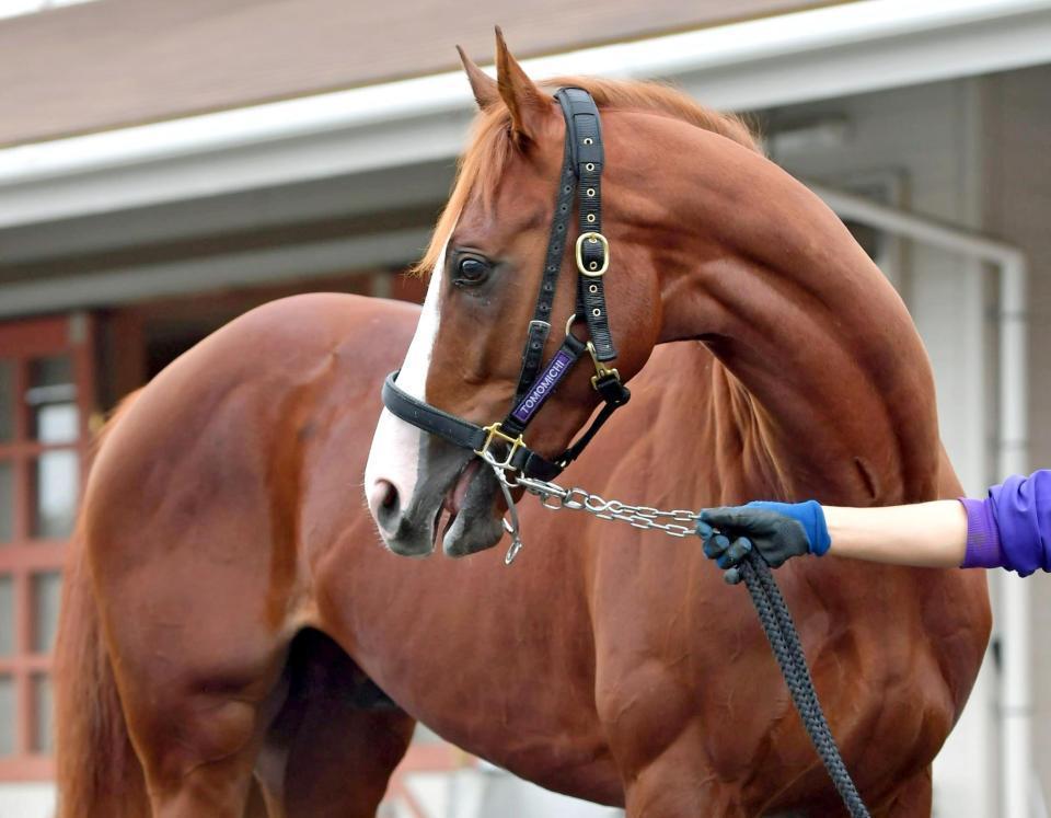 日曜阪神の危険な人気馬/競馬・レース/デイリースポーツ online