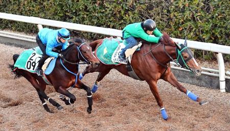 　栗東坂路で順調ぶりをアピールしたサンライズノヴァ（右）