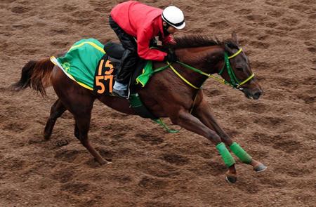 　大野拓弥騎手を背に美浦坂路で追い切ったマドラスチェック＝美浦トレセン（撮影・三好信也）