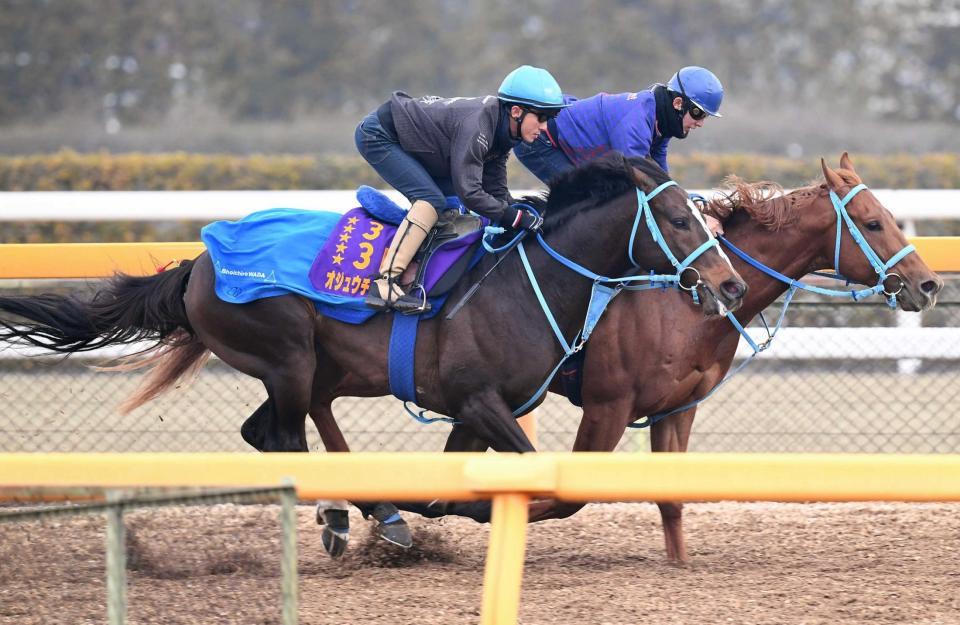 　障害戦復帰へ上々の仕上げを施したオジュウチョウサン（手前）＝撮影・園田高夫