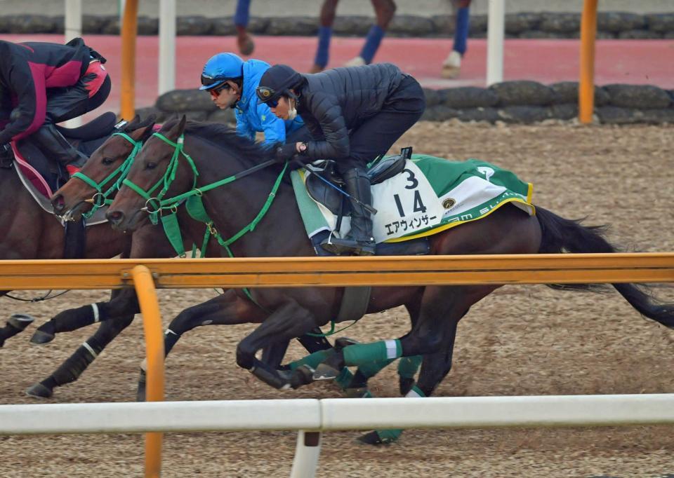 　４連勝中の勢いそのままに万全の仕上げを見せるエアウィンザー（手前）＝撮影・石湯恒介
