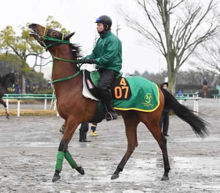 　陣営が大きな期待を寄せるココフィーユ（撮影・園田高夫）
