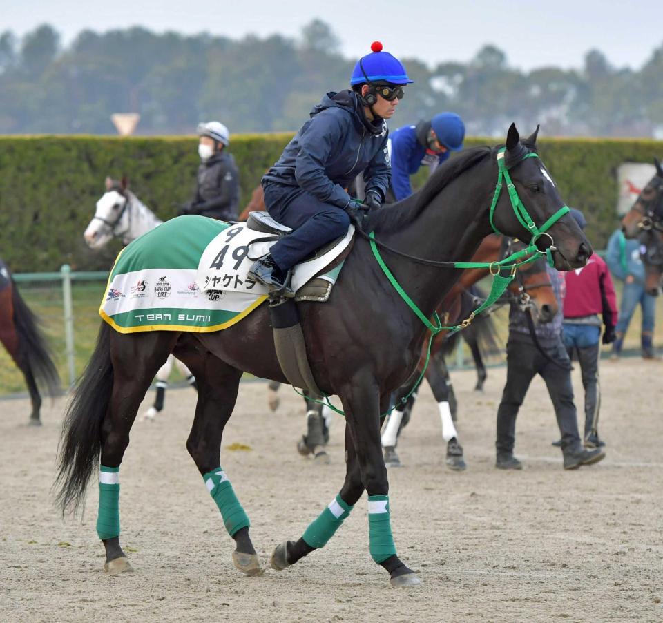 　復活を遂げたシャケトラが重賞連勝を狙う