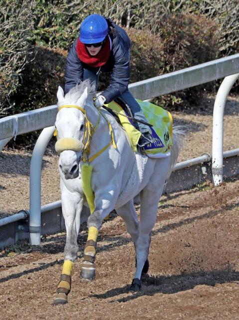 【高松宮記念】藤田菜七子、スノードラゴンに好感触「パワーがあっていい馬です」