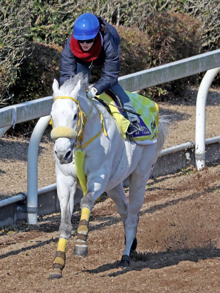 　藤田菜七子を背に美浦坂路で追われるスノードラゴン