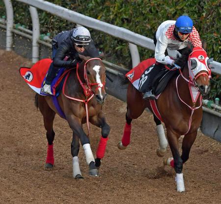 　藤岡佑を背に栗東坂路を駆け上がるステイフーリッシュ（左）＝撮影・石湯恒介