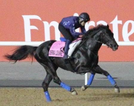 uaeダービー デルマルーヴル 負けられぬ一戦 戸田師は気合 勝って米遠征へ 競馬 レース デイリースポーツ Online uaeダービー デルマルーヴル 負けられぬ一戦 戸田師は気合 勝って米遠征へ 競馬 レース デイリースポーツ Online