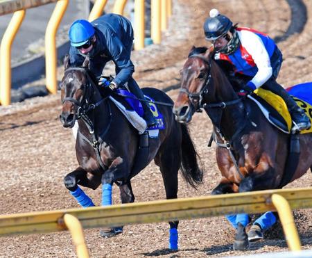 　シュタルケを背に美浦Ｗで１週前追い切りを行ったラストドラフト（左）＝撮影・三好信也