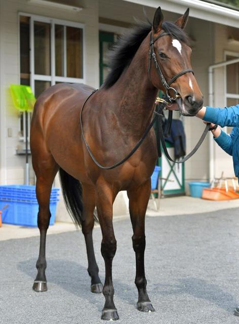 日曜阪神の危険な人気馬 競馬 レース デイリースポーツ Online