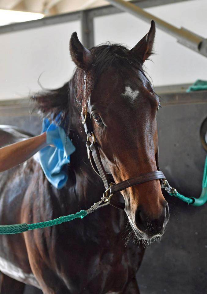 皐月賞 サートゥルナーリア 久々の不安一蹴 滝川助手 十分走れる状態 競馬 レース デイリースポーツ Online