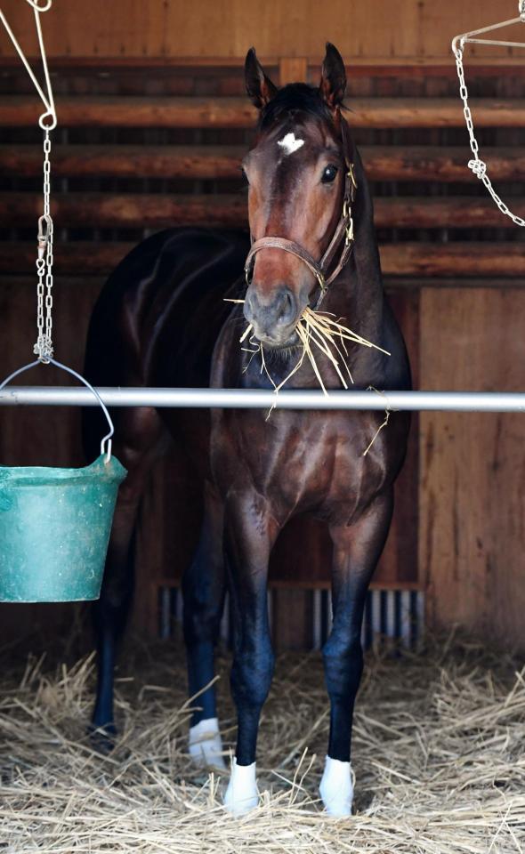 　到着し馬房でくつろぐサートゥルナーリア