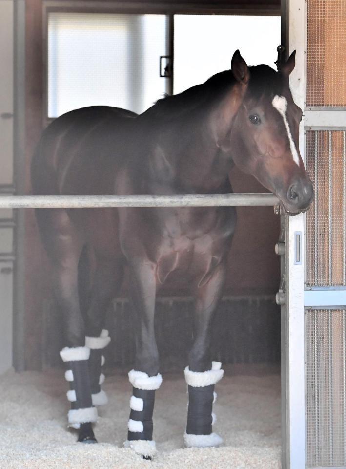 　馬房でのんびりするヴェロックス