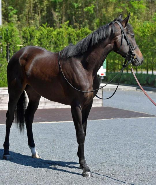 ＰＯＧ】リアアメリア 川田を背に初陣飾る/競馬・レース/デイリースポーツ online