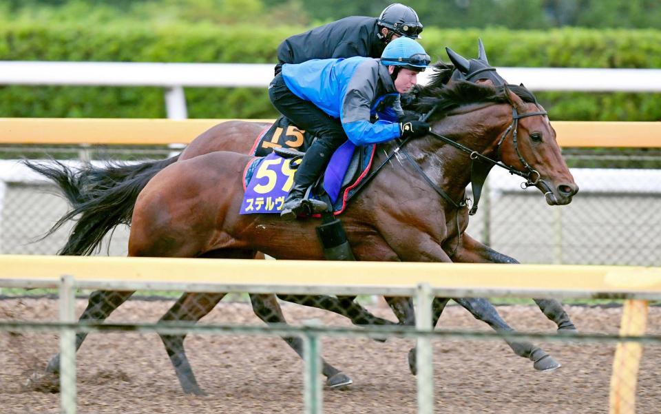 　レーンを背に文句なしの仕上げが施されたステルヴィオ