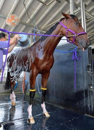 　重賞初Ｖへ余裕！？洗い場で舌を出してくつろぐサラス＝撮影・石湯恒介
