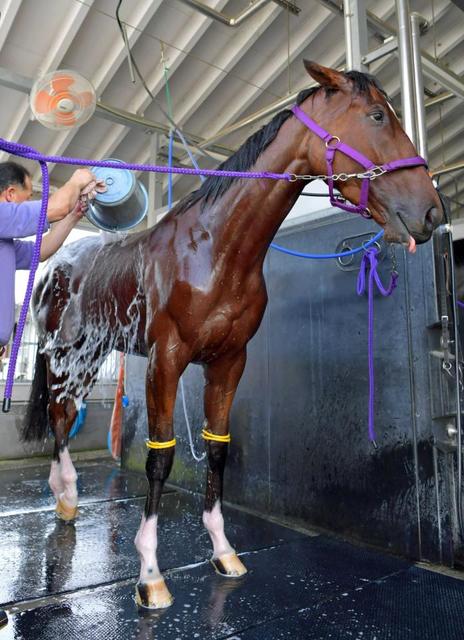 【マーメイドＳ】サラス嵐呼ぶ　昨年１０番人気Ｖアンドリエッテと同じハンデ５１キロ