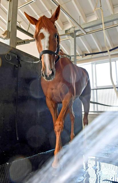 【マーメイドＳ】カレンシリエージョ道悪なんのその　鈴木孝師「全く苦にしません」