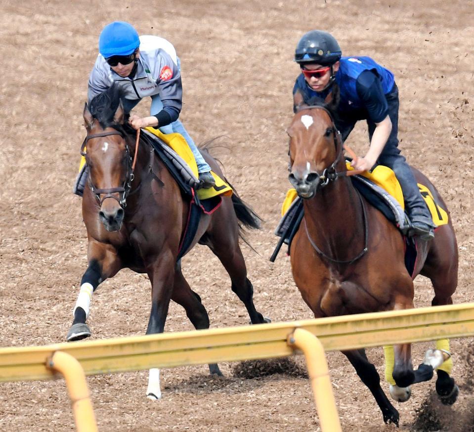 　柴田大を背に美浦Ｗ併せで追い切ったアンノートル（左）