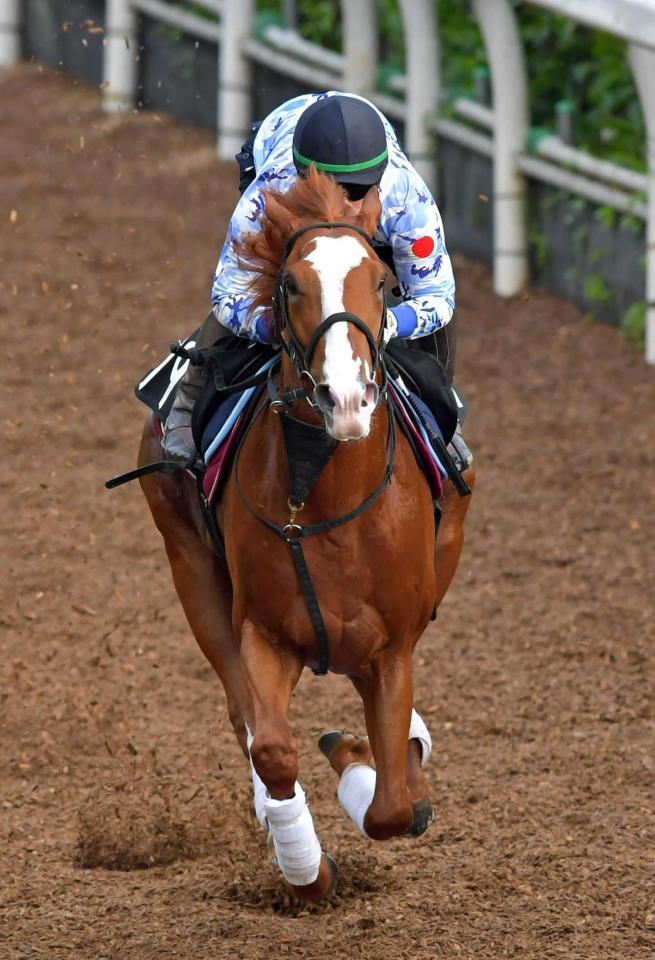 　栗東坂路を軽快に駆け上がったデュープロセス