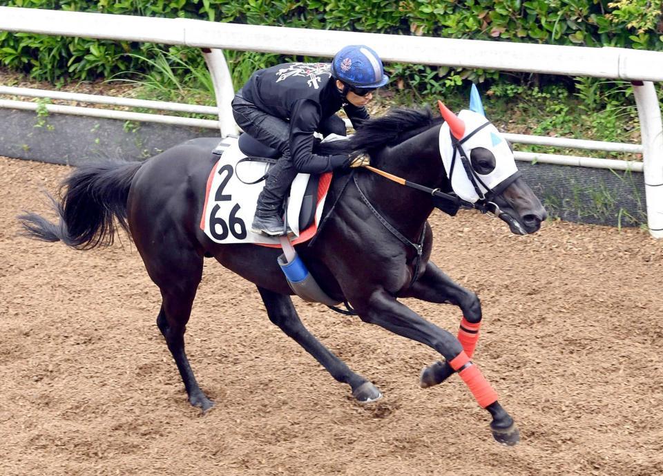 　昨年のリベンジへ。栗東坂路で追い切るウインムート