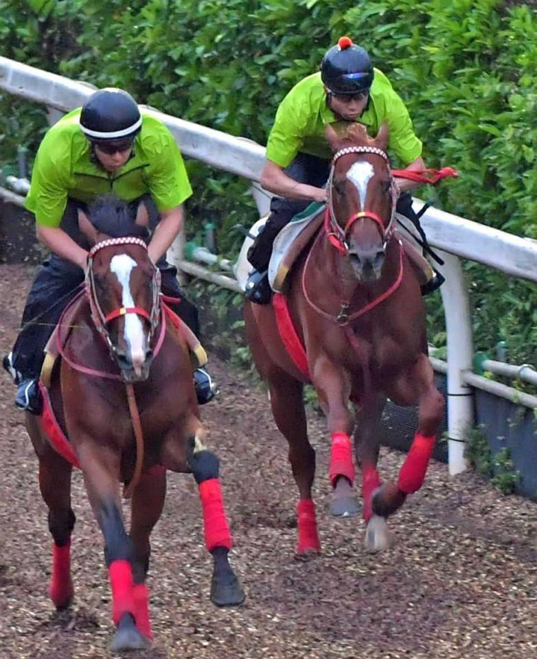 　栗東坂路で追い切ったマテラスカイ（右）