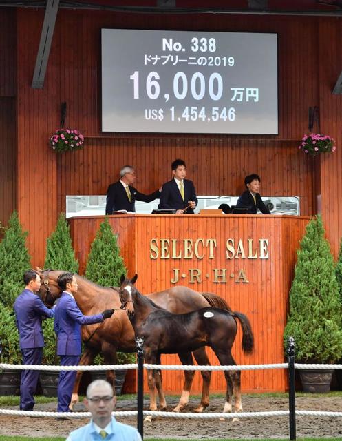 セレクトセール２０１９ 注目のキタサンブラック産駒１番手は１億６０００万円 競馬 レース デイリースポーツ Online