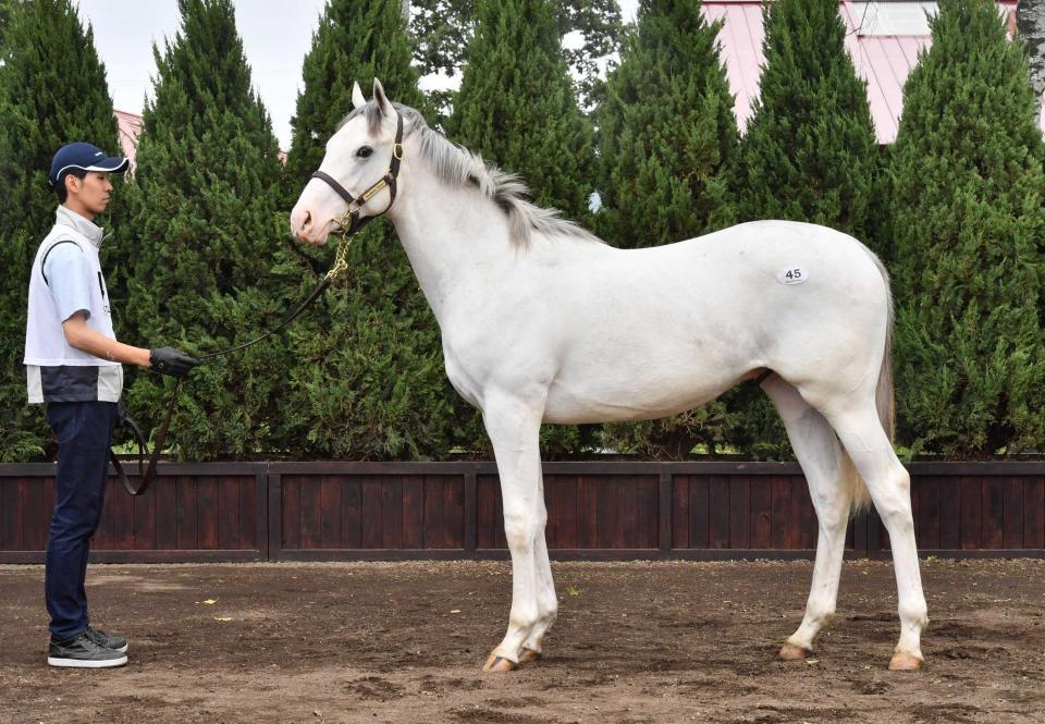 　ブラマンジェ１８