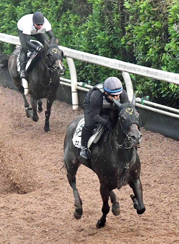 　栗東坂路でラブカンプー（左）を突き放したダイメイプリンセス