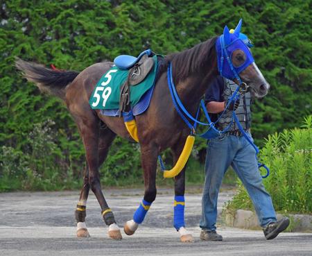 　運動するメイショウベンガル（撮影・石湯恒介）