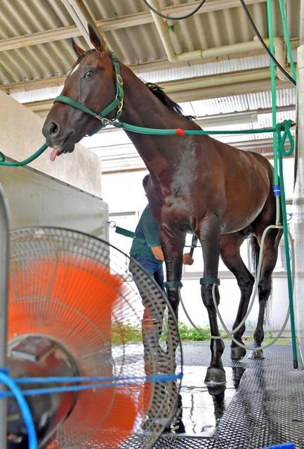 小倉記念 レトロロック ディープに供養星捧げる オーナーは父と同じ金子真人氏 競馬 レース デイリースポーツ Online