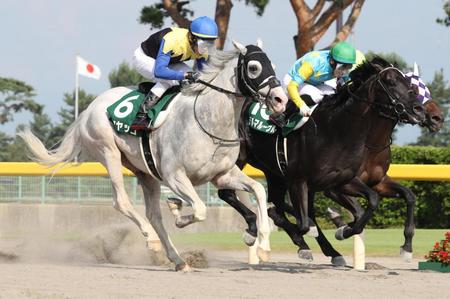 （奥から）トイガー、デルマルーヴルを交わすハヤヤッコ（左手前）