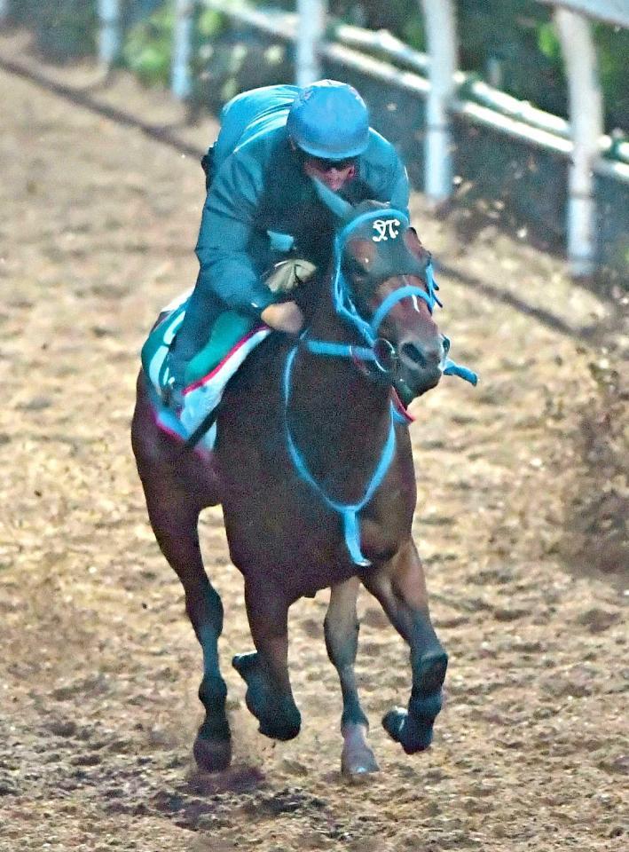 　川田を背に栗東坂路を駆け上がるカイルアコナ