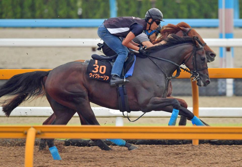　栗東に滞在して調整する関東馬ウィクトーリア（撮影・石湯恒介）