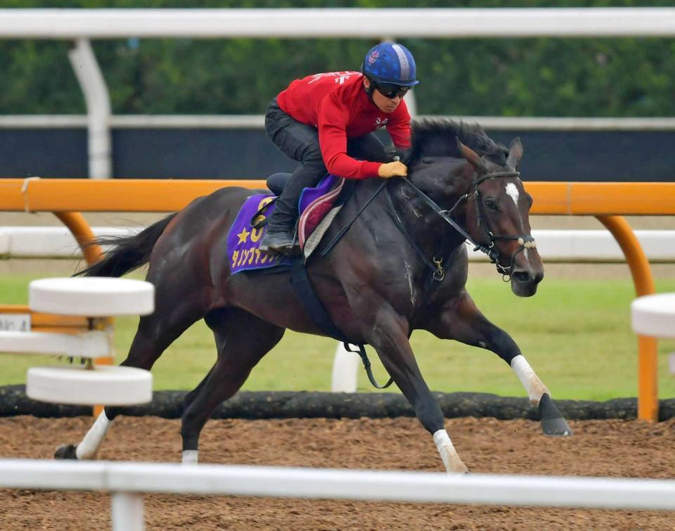 　川田を背に臨戦態勢を整えたダノンファンタジー（撮影・石湯恒介）