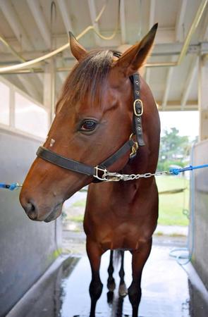 　古馬との初対決を前に英気を養うアドマイヤジャスタ