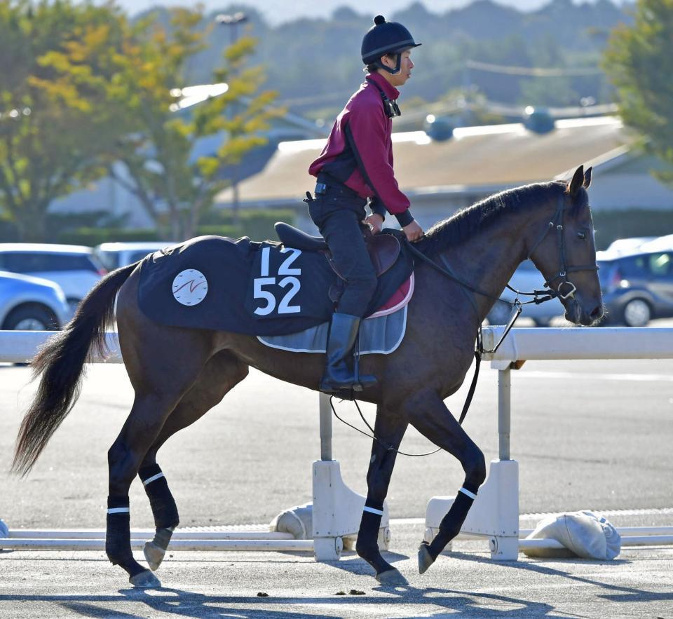 　運動するリアアメリア（撮影・石湯恒介）