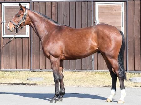 デビュー前から注目を集めていたファルコニア