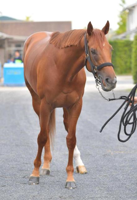 【みやこS】スマハマ好ムード!たくましさ増した 高橋亮師「いい感じの成長曲線」